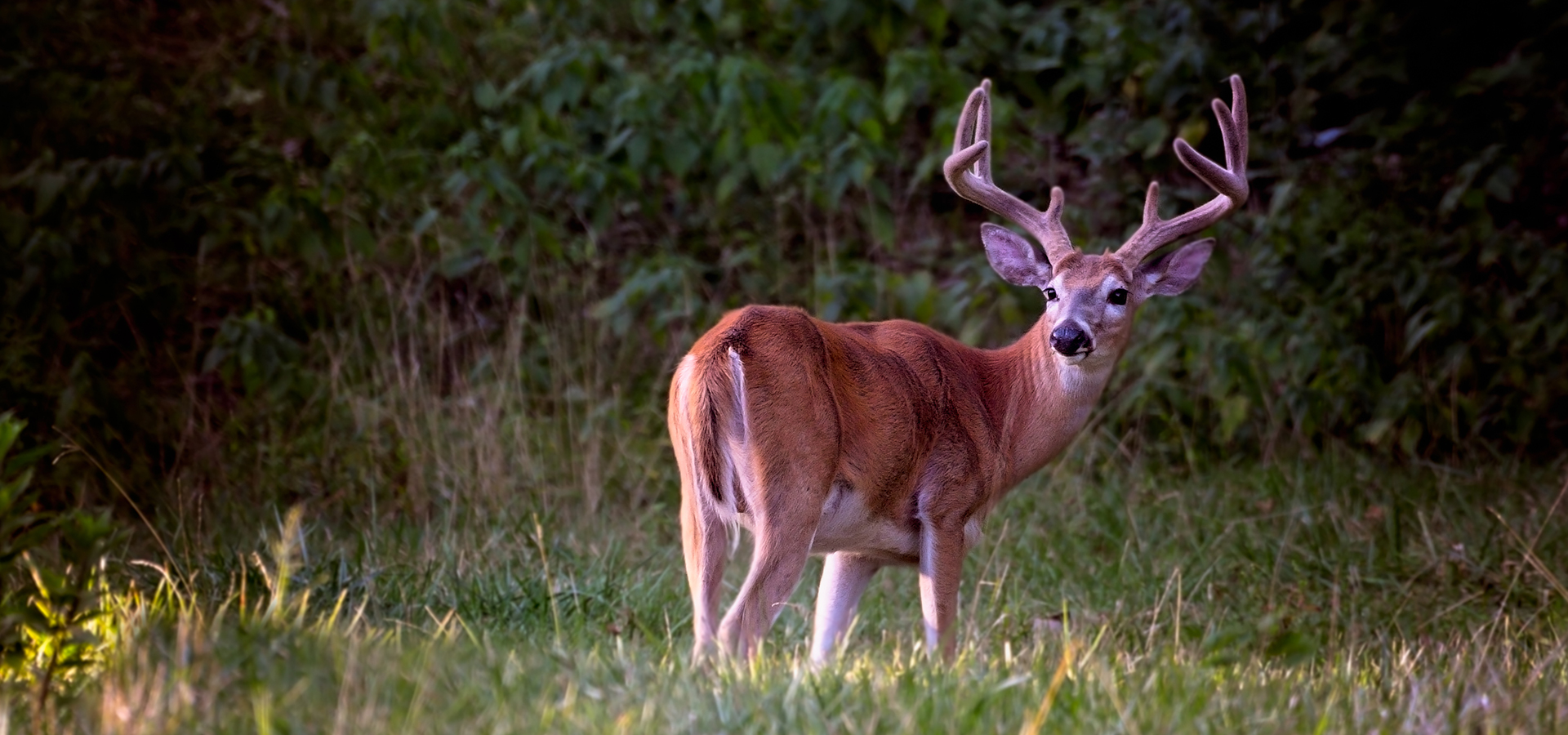 Driftless Deer Habitat