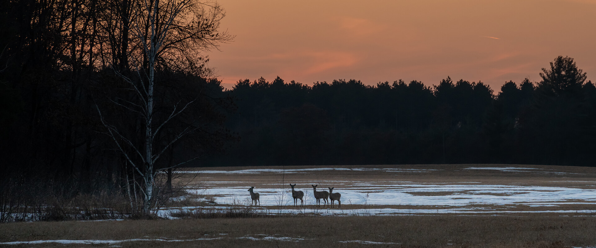 Welcome to Driftless Deer Habitat by Design