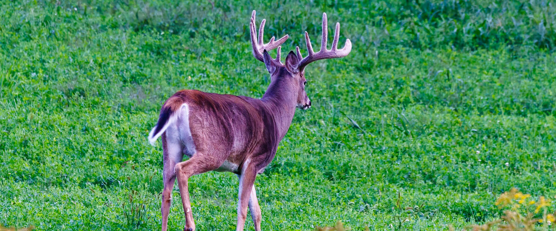 Driftless Deer Habitat Testimonials