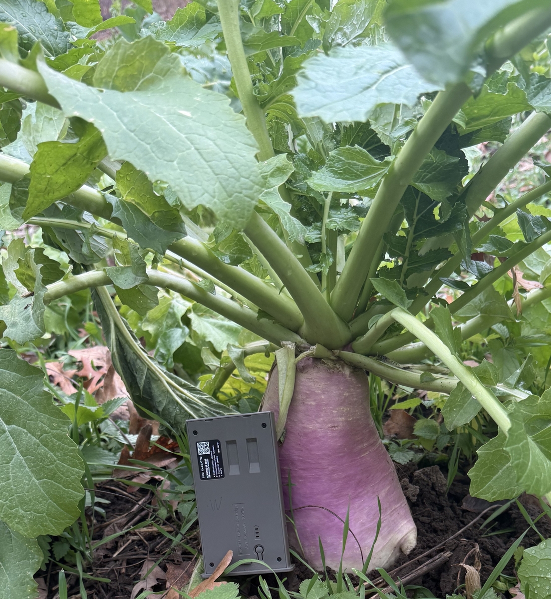 Additional Service Options